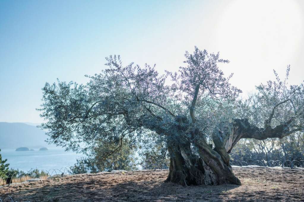 小豆島「The STAY」