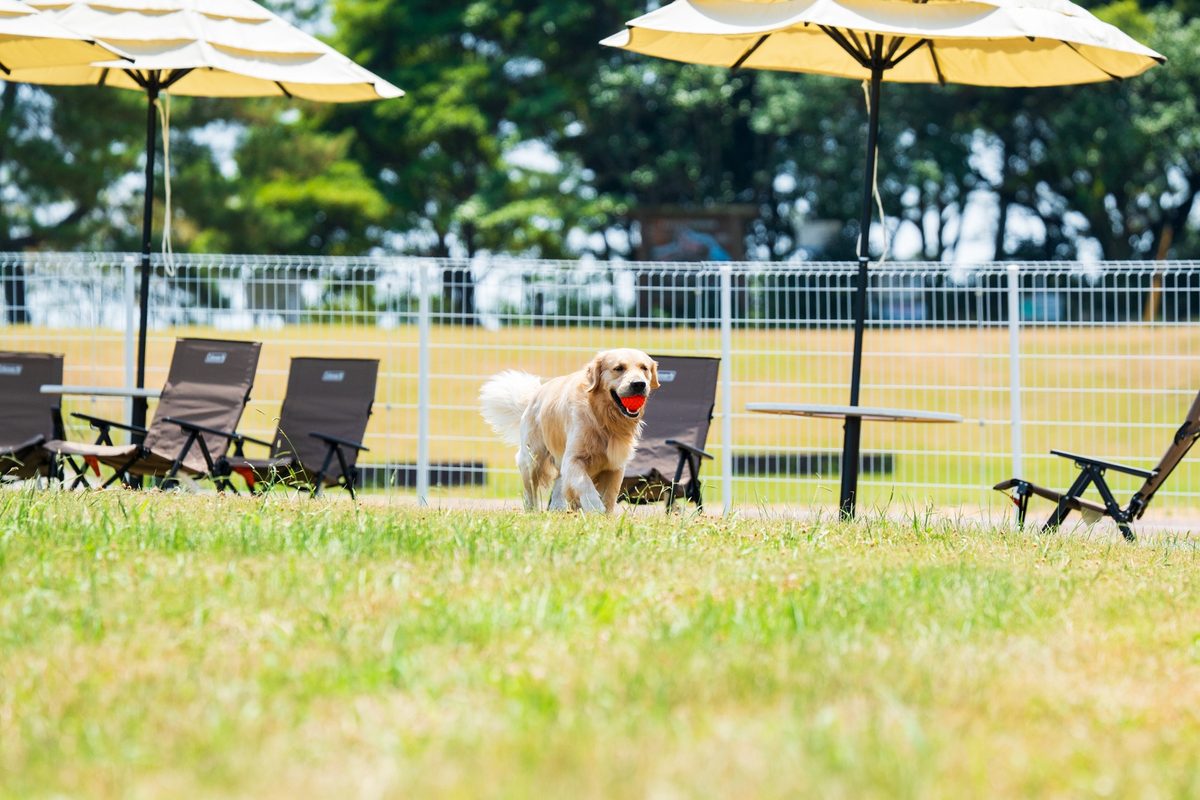 大分の愛犬宿「くにさき 森と海のドッグリゾート」に11月1日新設、専用庭にサウナを置く客室3室